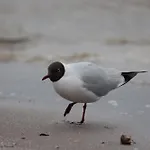 Wasservilla Freizeit Usedom Casa de Férias