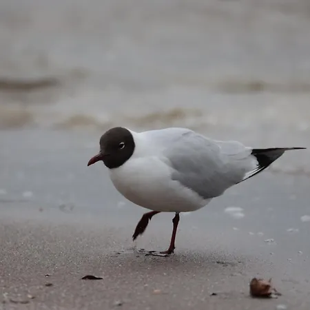 Wasservilla Freizeit Usedom Feriehus