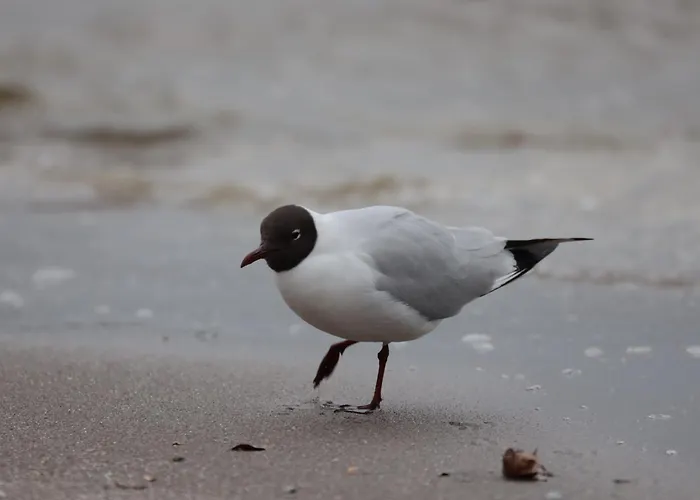 Wasservilla Freizeit Usedom 度假居